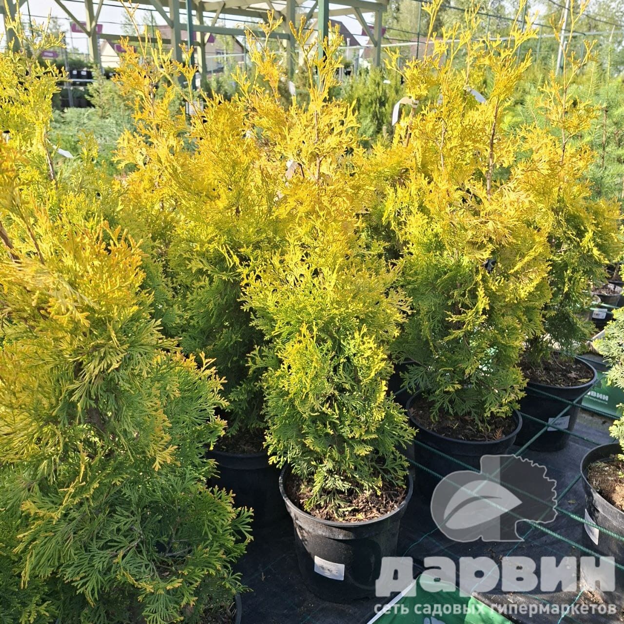 Туя западная Голден Рокет C7,5/10 60-80 Bor 