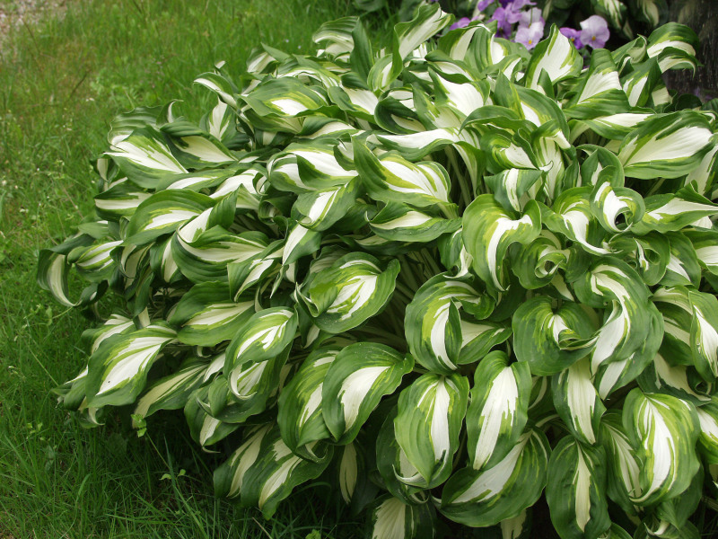 Корневище Хоста Ундулата Медиоваригата, 1шт/уп 