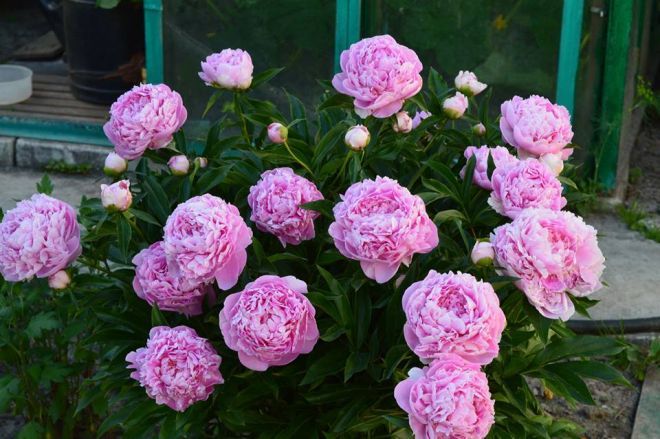 Пион Сара Бернар v15 Tim 