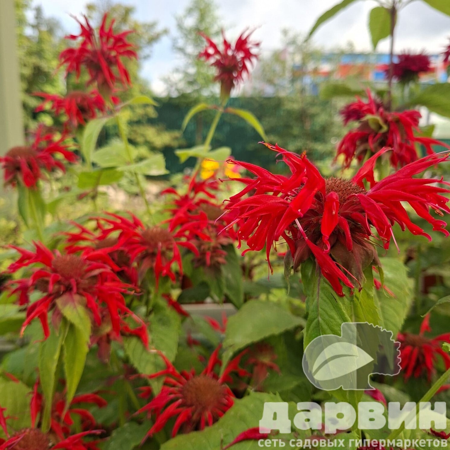 Монарда гибридная Гадэнвью Скарлет v5 Tim 