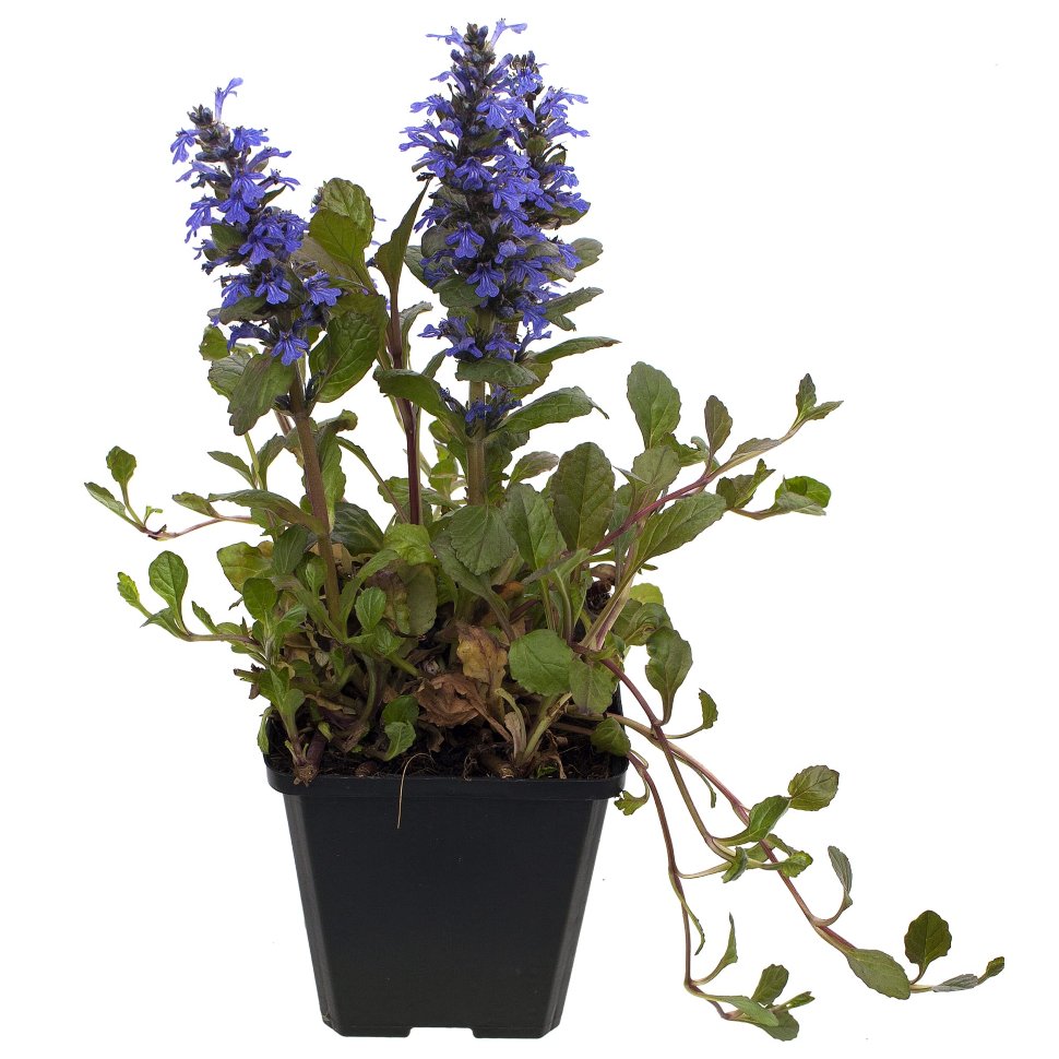 Живучка Блюбери Маффин v2 Tim 