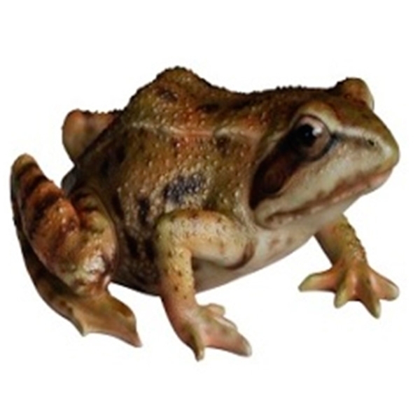 Фигура декоративная садовая Жаба 15х12х7,4см, полистоун арт.626529/F584 по цене 