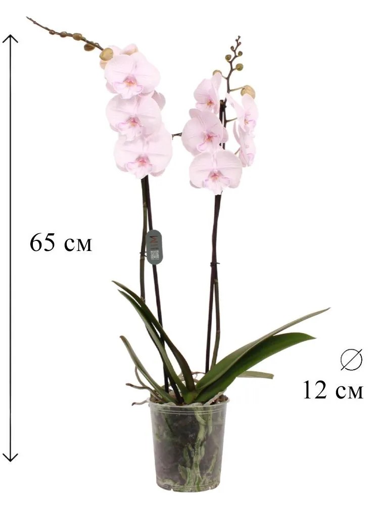 Фаленопсис 2 вет Амбон d12 h65 
