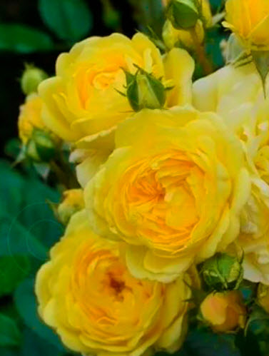 Роза Анни Дюпрей в коробке АФ 