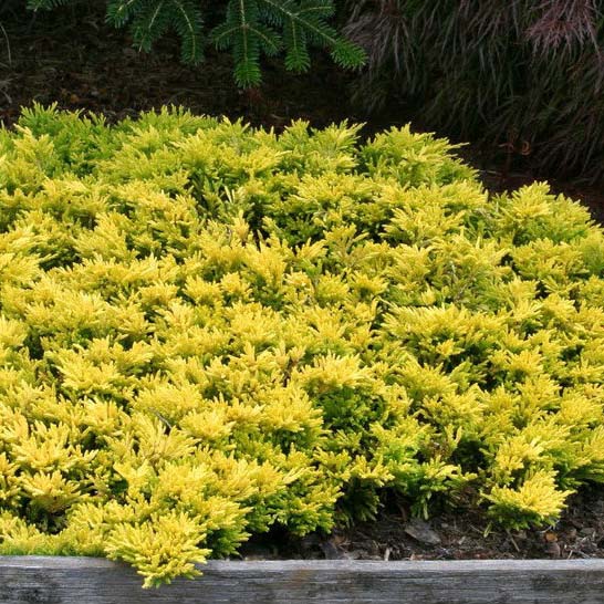 Можжевельник горизонтальный Голден Карпет v2 Lav по цене  Можжевельник горизонтальный Голден Карпет v2 Lav