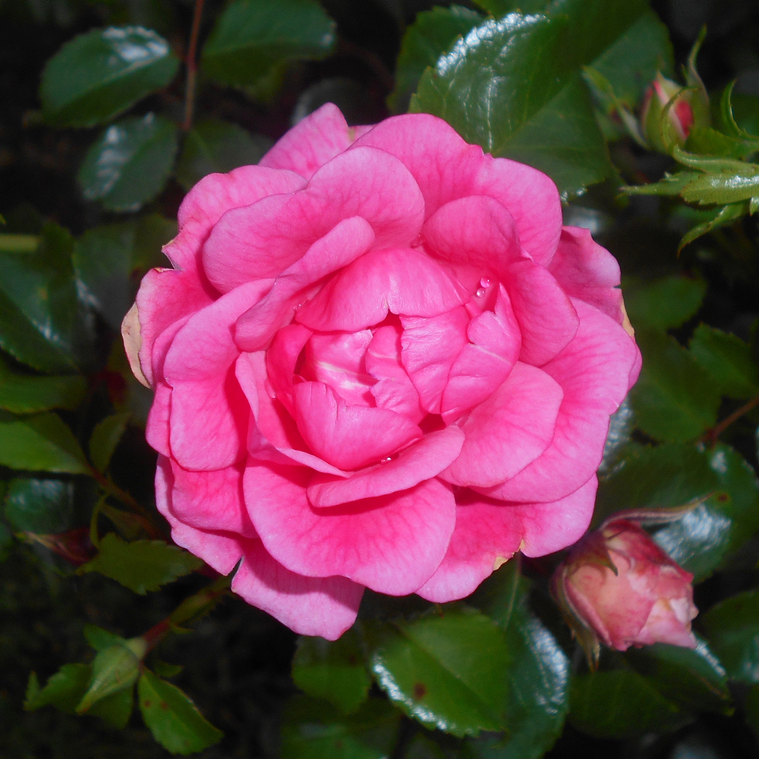 Роза почвопокровная Палменгартен Франкфурт 5л Dem 