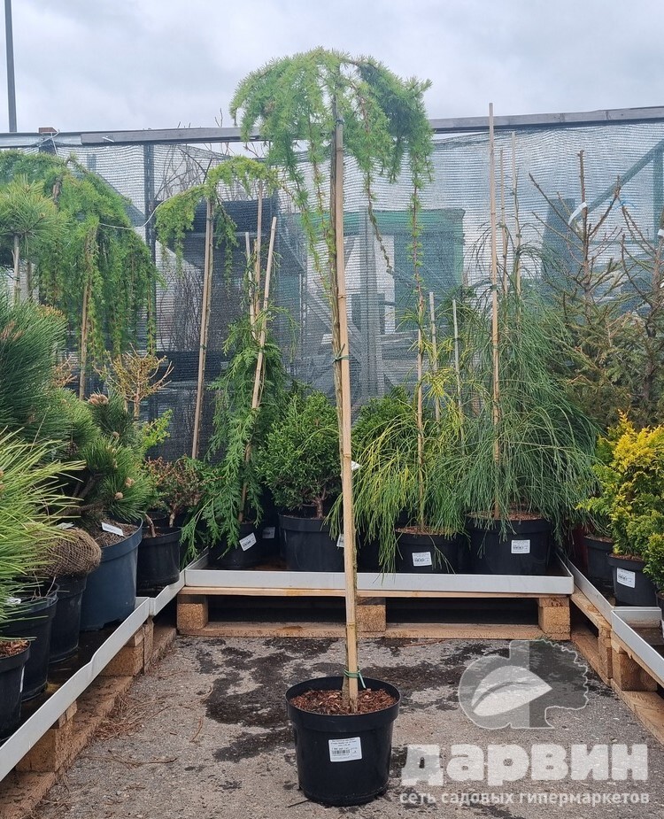 Лиственница кемпфера Стифф Випер на штамбе h 120 см C5 Mt 