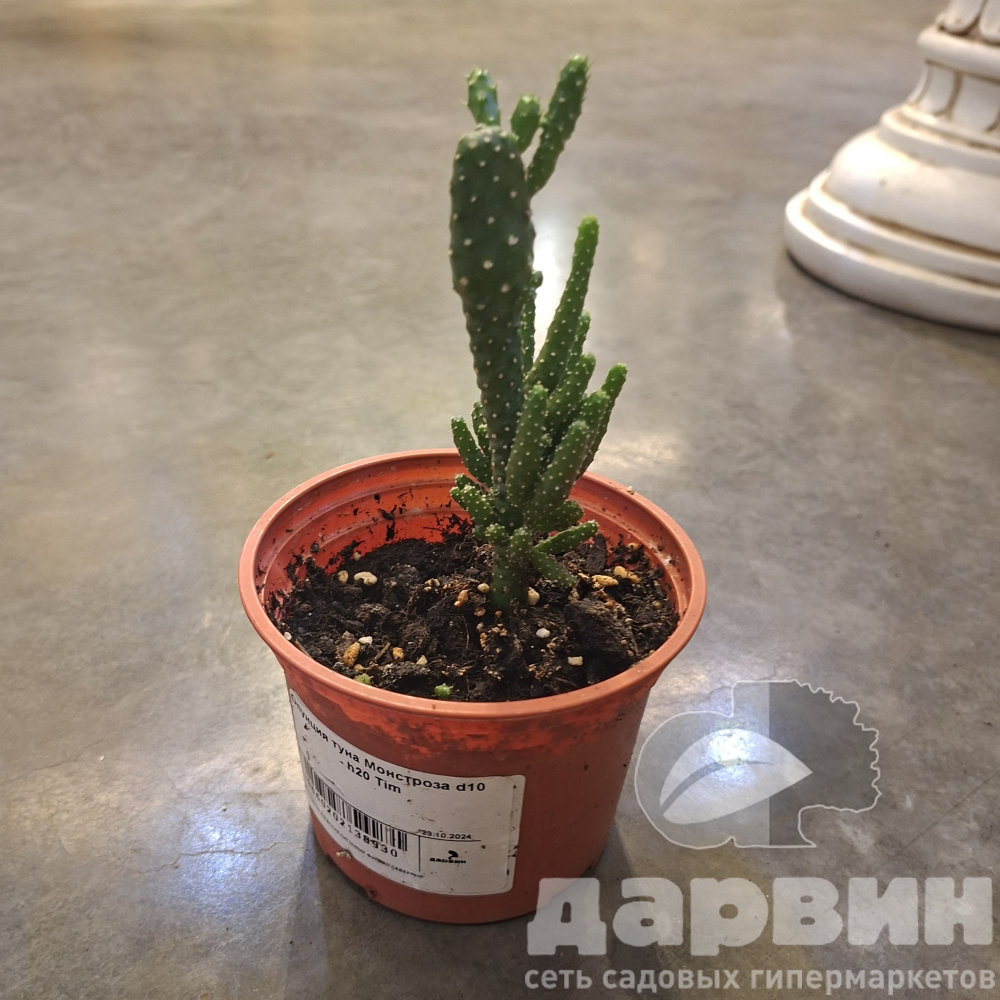 Опунция туна Монстроза d10 - h20 Tim 