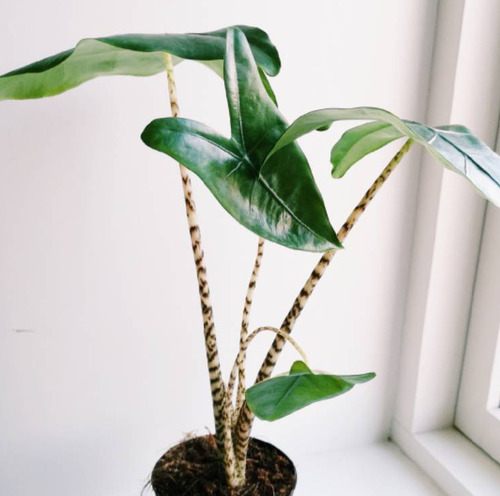 Алоказия Зебрина d12 ХР 