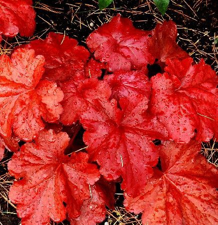 Гейхера Файер Аларм, Fire Alarm,d12,XP 