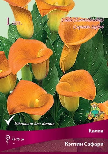Корневище  Калла Кэптин Сафари  1 шт Поиск 