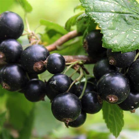 Смородина черная Галинка v2-3 