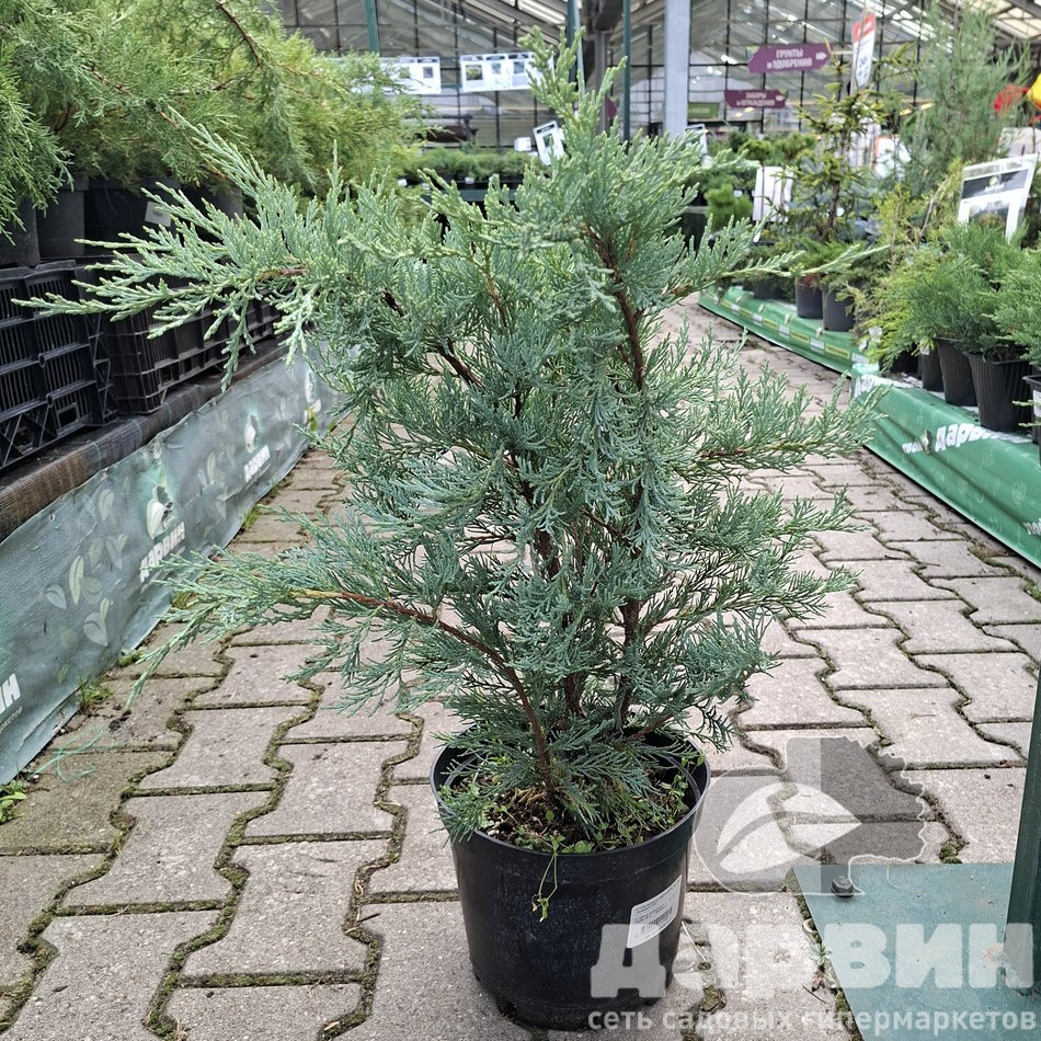 Можжевельник скальный Моффат блю C5,30-40,см 