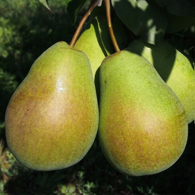 Груша Прибалтийская Маслянистая h120-160 v10 3-х летка Tim 