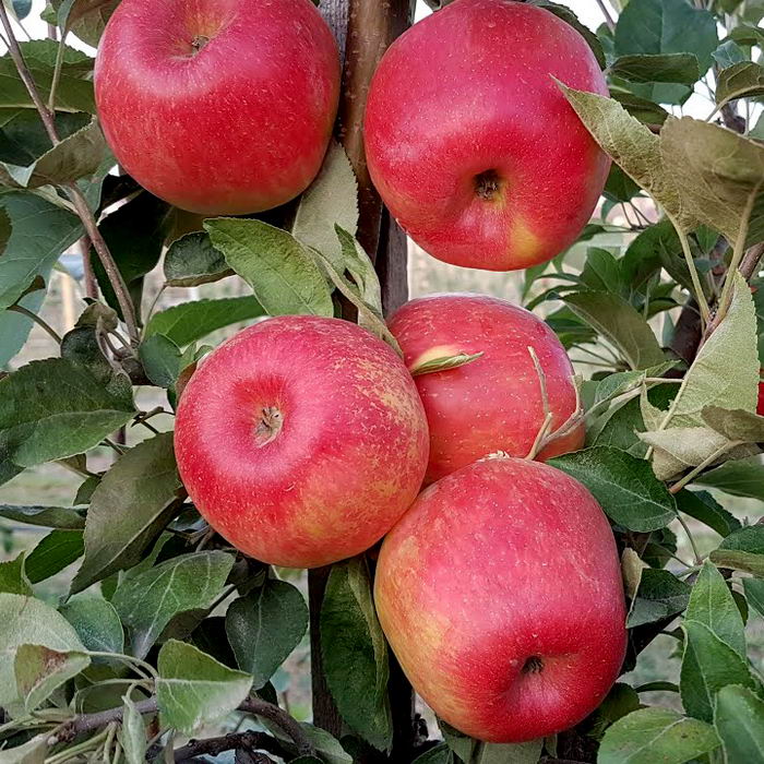 Яблоня Хани Крисп позд v7 100-140 Tim по цене  Яблоня Хани Крисп позд v7 100-140 Tim