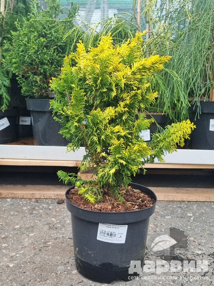 Кипарисовик тупой Тетрагона Аурея 30-40 Mt 