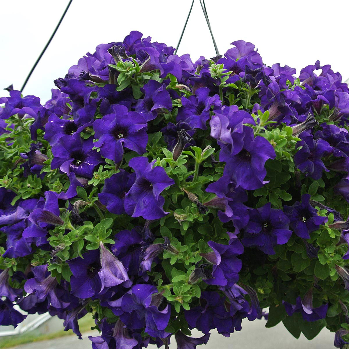 Петуния ампельная Суфиния Гигант синяя D23 ПВ 