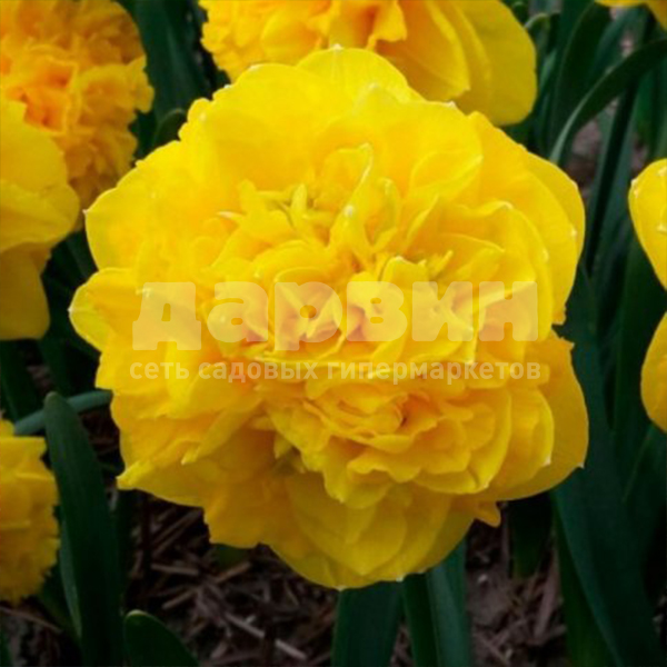 Луковица нарцисс Истертайд 12/14, 5 шт/уп 