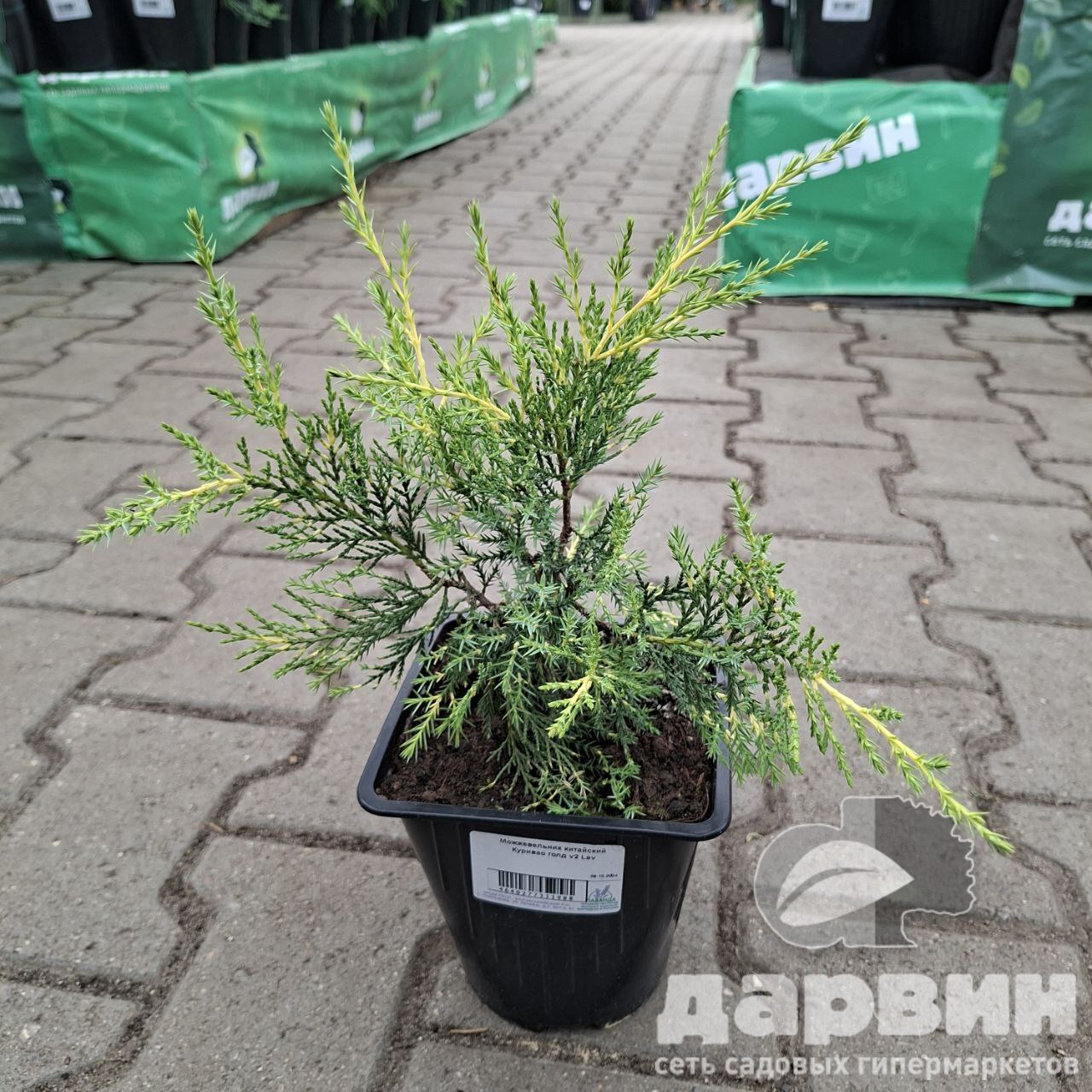 Можжевельник китайский Куривао голд v2 Lav 