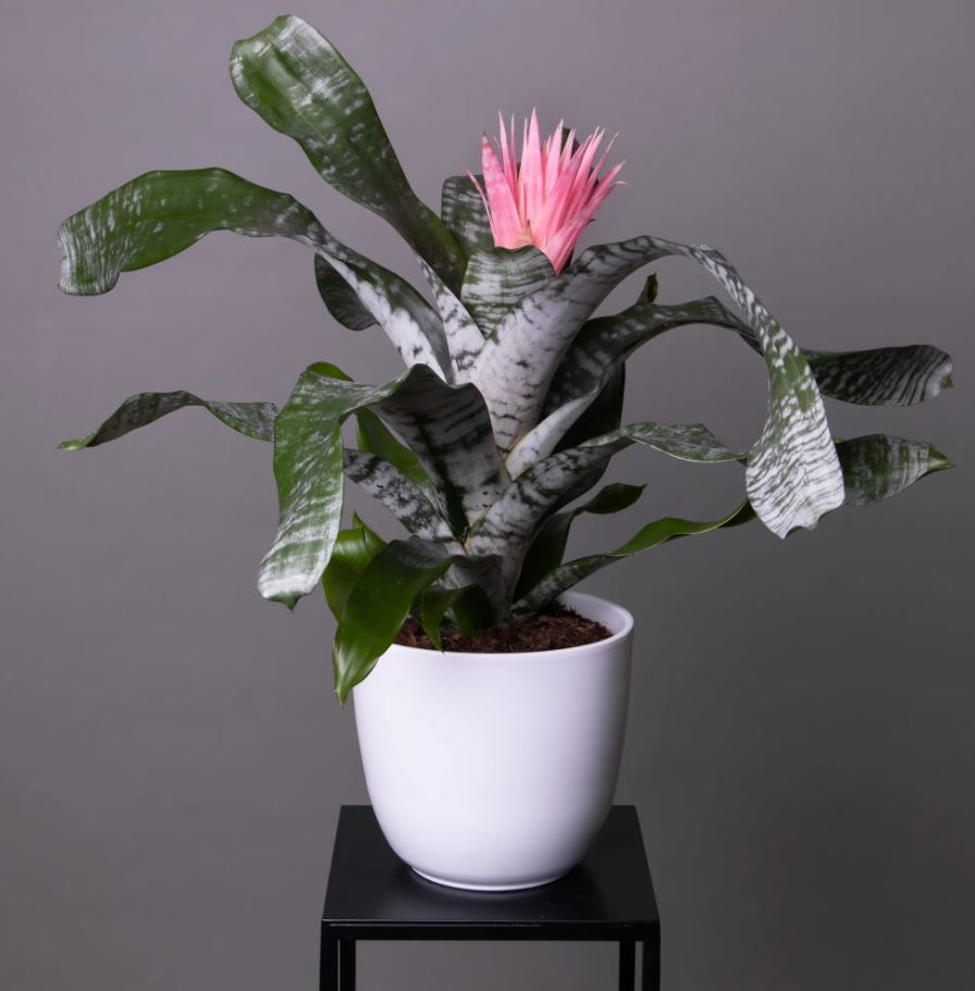 Эхмея Фасциата Примера d15 h60 