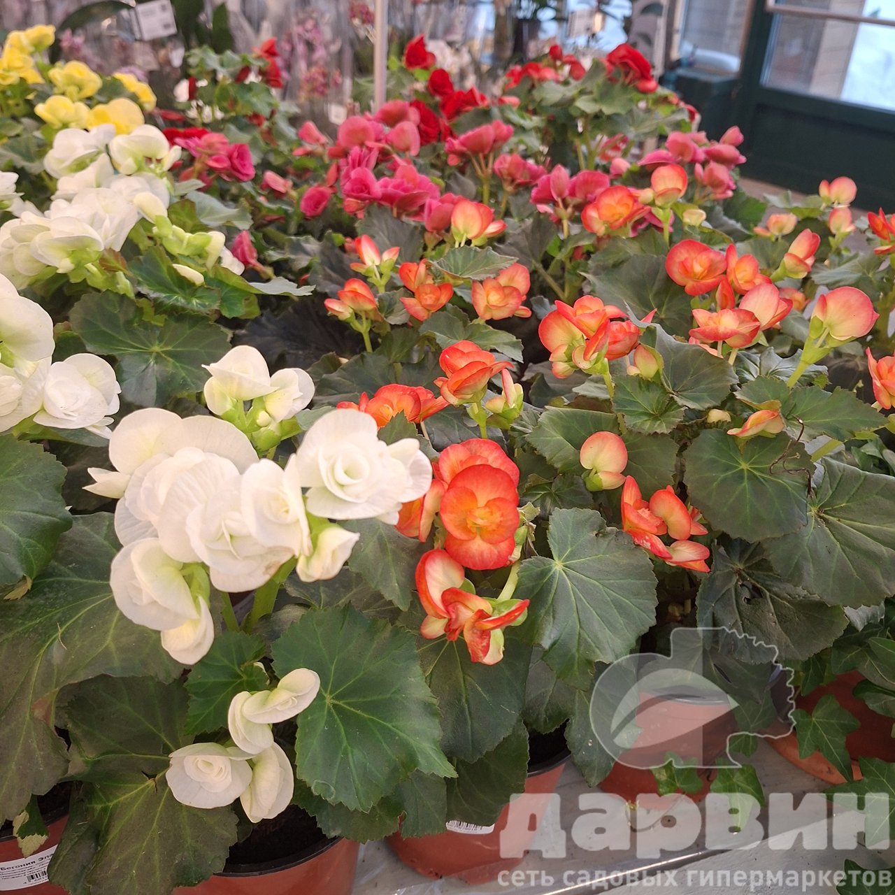 Бегония Элатиор смесь д12 ЕТК (2) WM