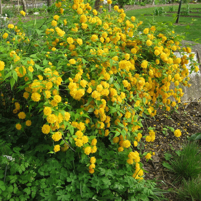 Керия японская Махровая v2 Lav 