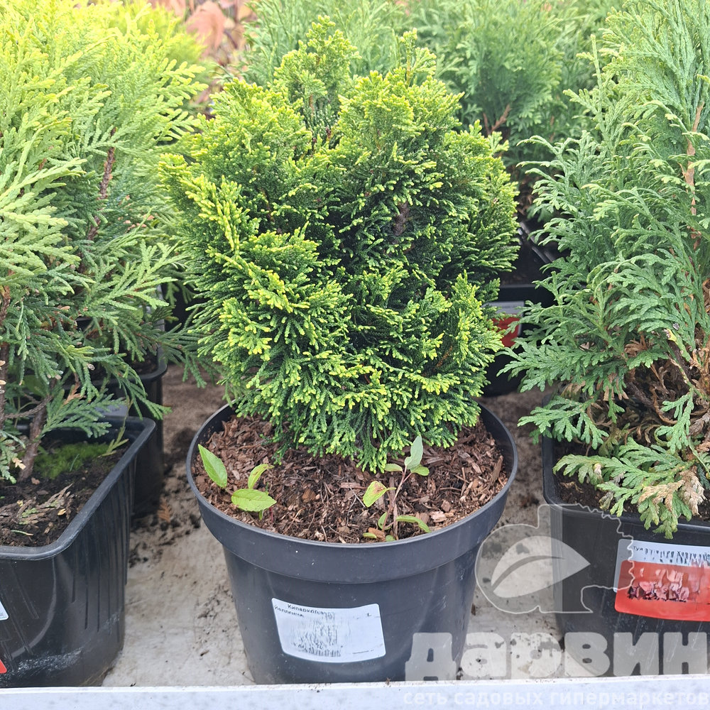 Кипарисовик тупой Йеллоутип 20-25 cm cont. 3,0L Mt 