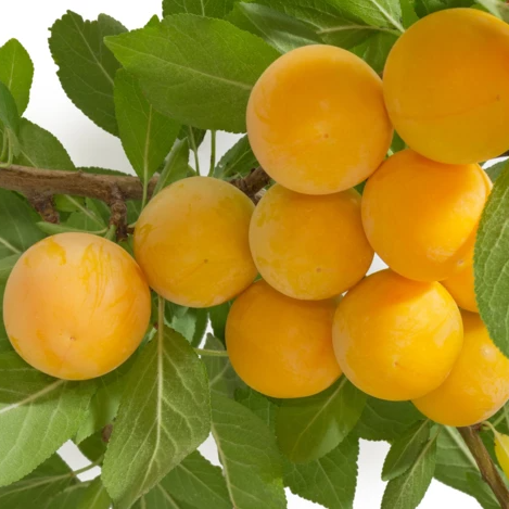 Слива Утро v7 100-120 Tim 