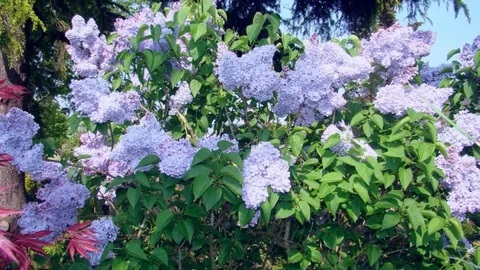 Сирень обыкновенная Фирмамент v5 Lav 