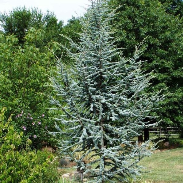 Кедр ливанский Хорстман v4 h60-80 Lav 