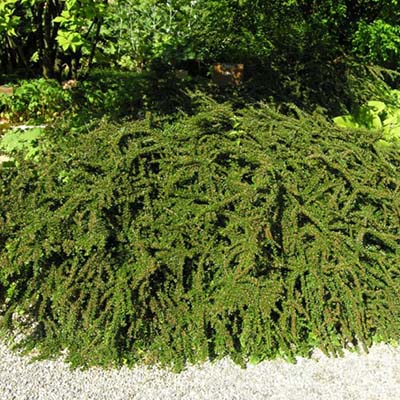 Кизильник горизонтальный Эйхольц P14 h30-40 Tw5 