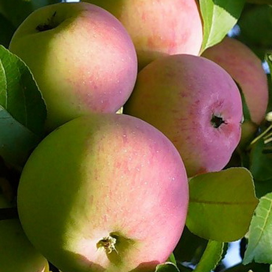 Яблоня Ветеран средн v7 100-120 Tim 