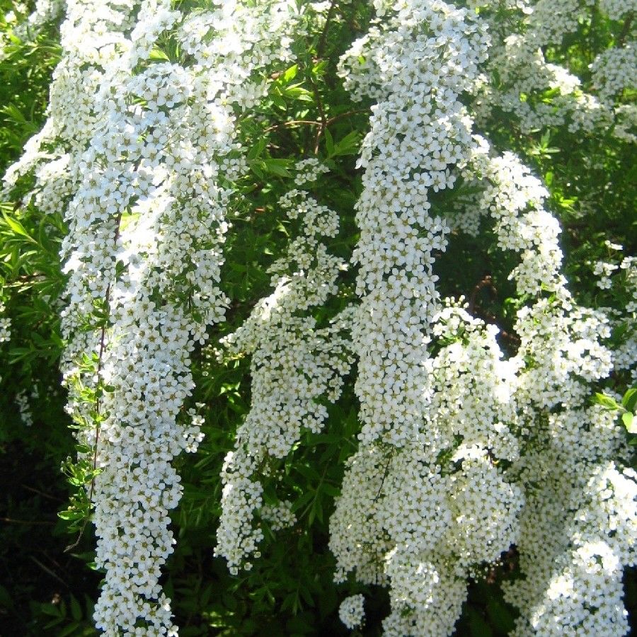 Спирея серая Грефшайм v5 Tim 