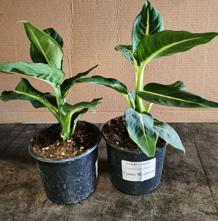 Диффенбахия Грин Меджик d12 ХР 