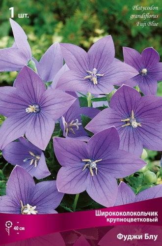 Кореневище Ширококолокольчик крупноцветковый Фуджи Блу  1шт Поиск 