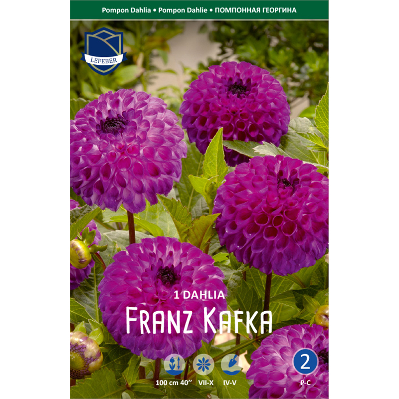 Клубень Георгина помпонная Франс Кафка I 1шт 