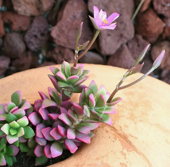 Анакампсерос Бесеке d7 h8 