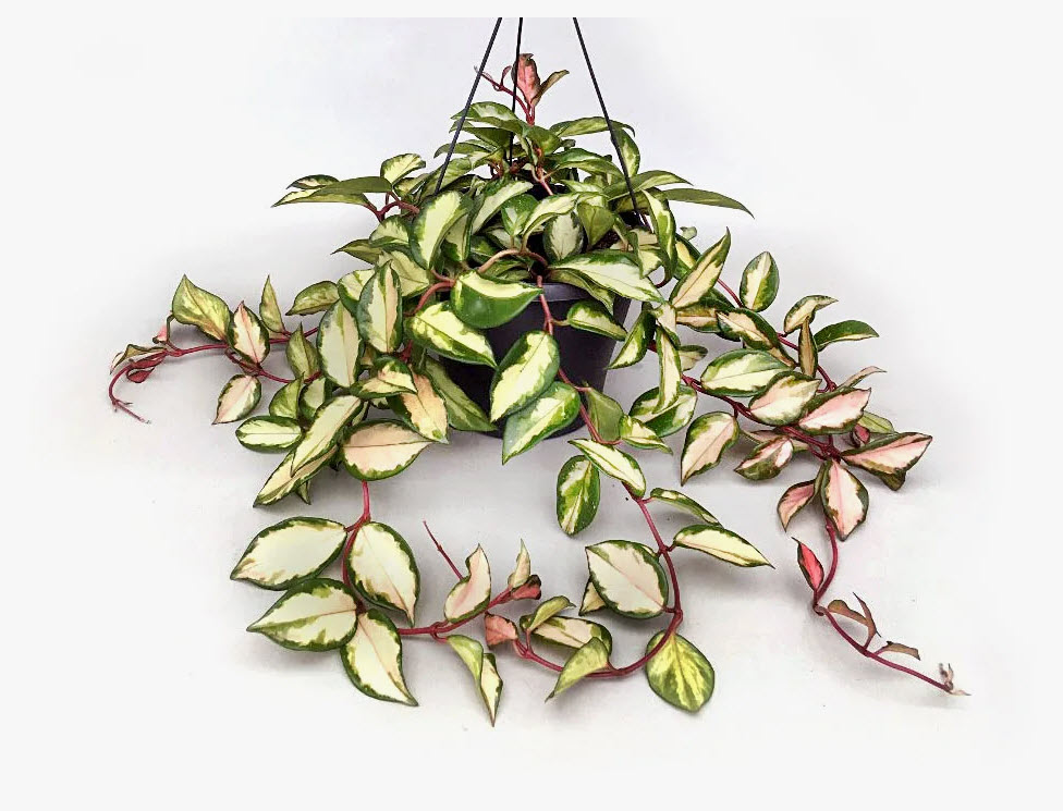 Хойя Карноза Триколор d12 h20 