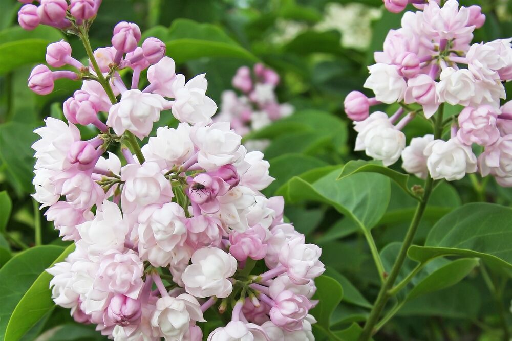 Сирень обыкновенная Красавица Москвы v10 YP 