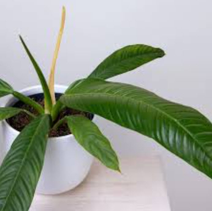 Филодендрон Шангри Ла d15 ХР 