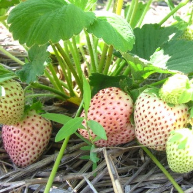 Земляника крупноплодная белоплодная Швед d10 Lav 