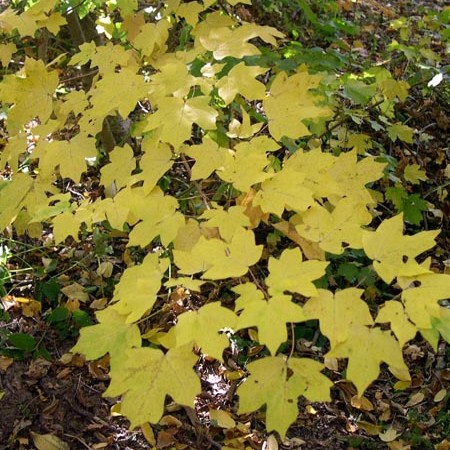 Клён полевой Палверулентум с5, 60-80см 