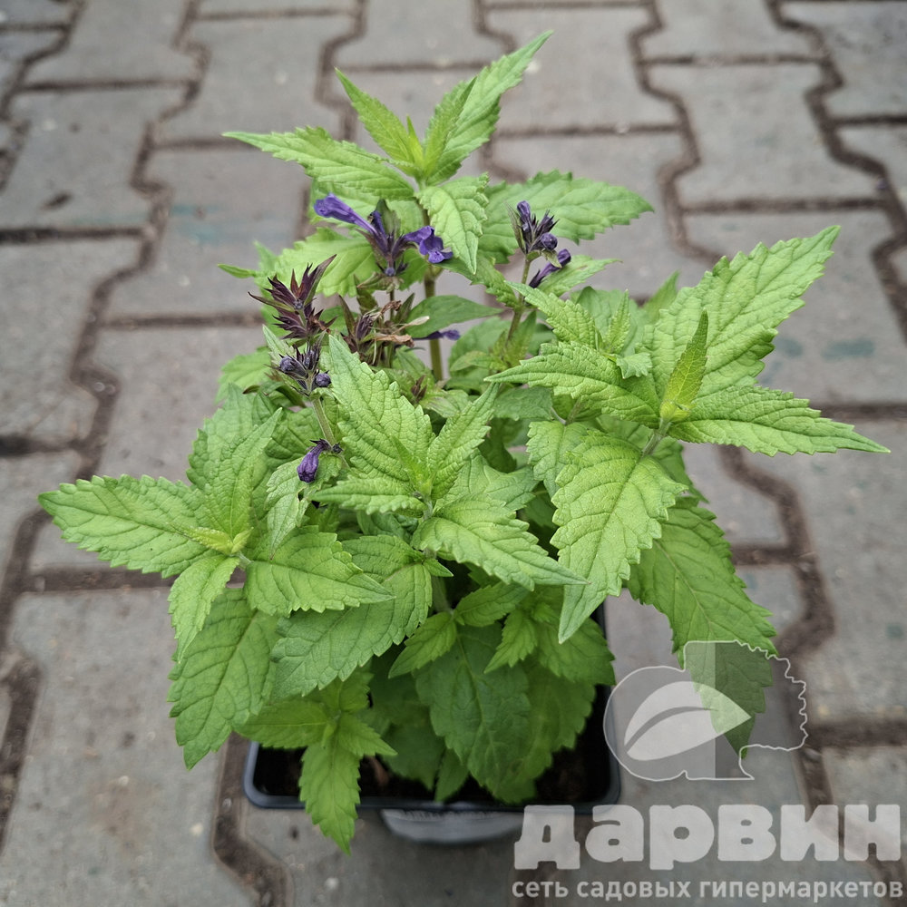 Котовник v1,5 Push 