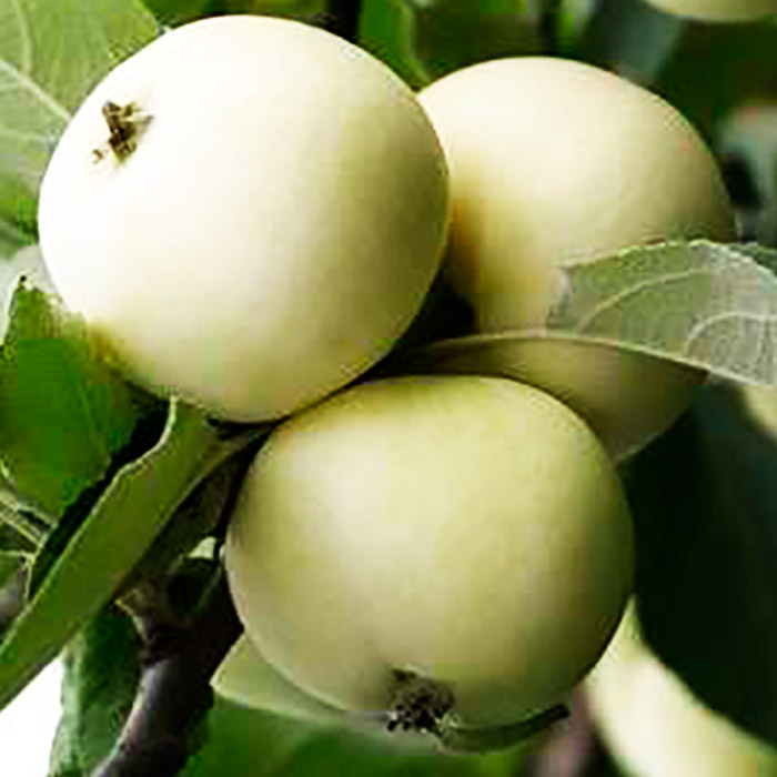 Яблоня Летнее имунное 3-х летка 