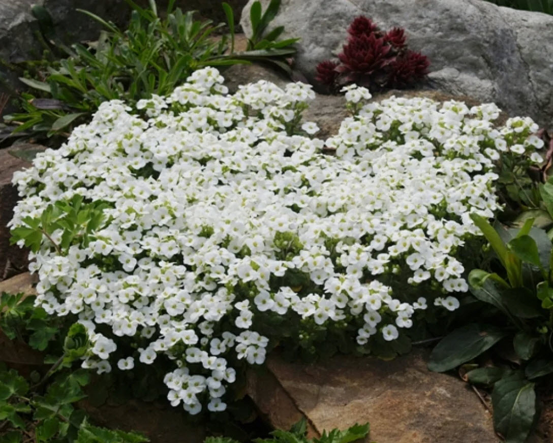 Арабис кавказский Литл Треже Уайт d12 ХР 