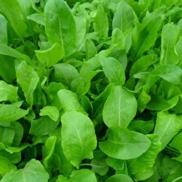 Рассада Щавель Е6 ЕГ 