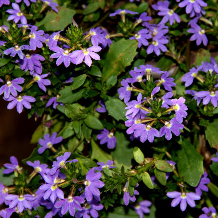 Сцевола ампельная Брилиант синяя D23 ПВ 