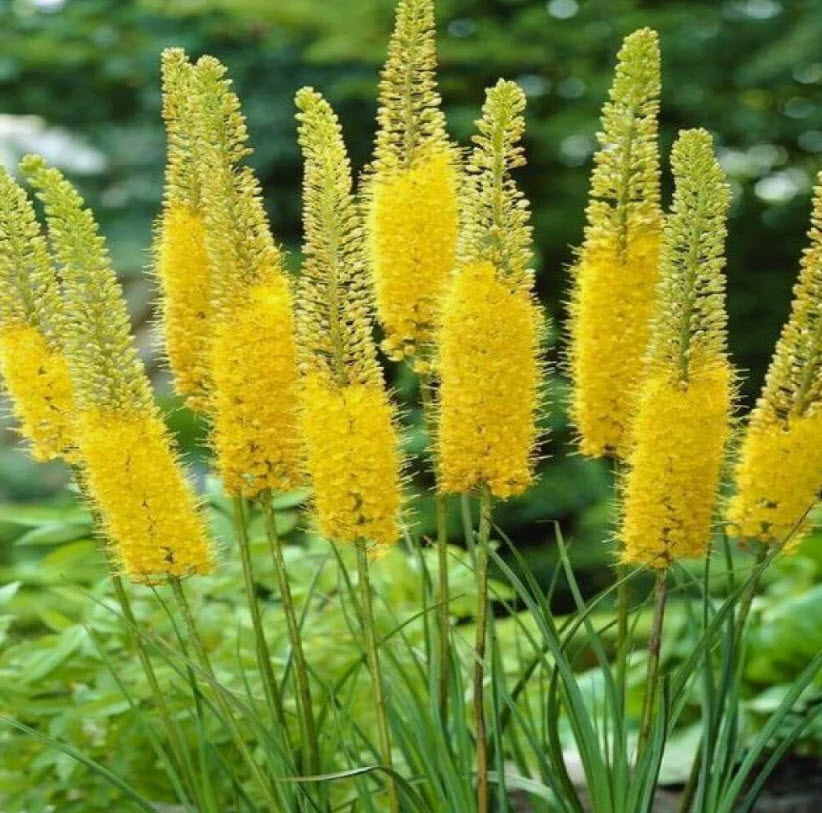 Корневище Эремурус Бунге 1шт. Поиск 