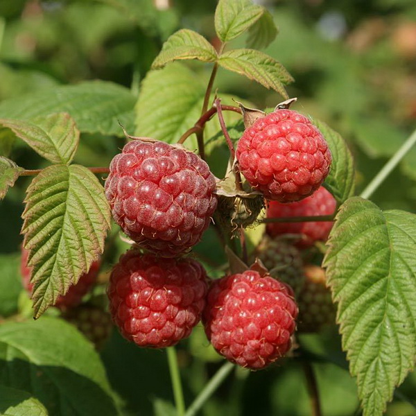 Малина Кеша, красная Р9 Tim 