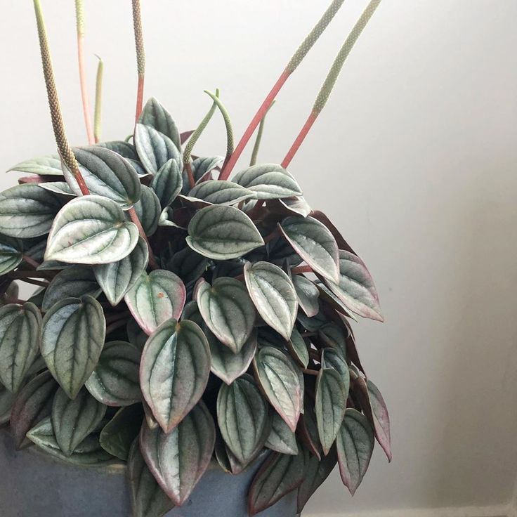 Пеперомия Peperomia griseoargentea